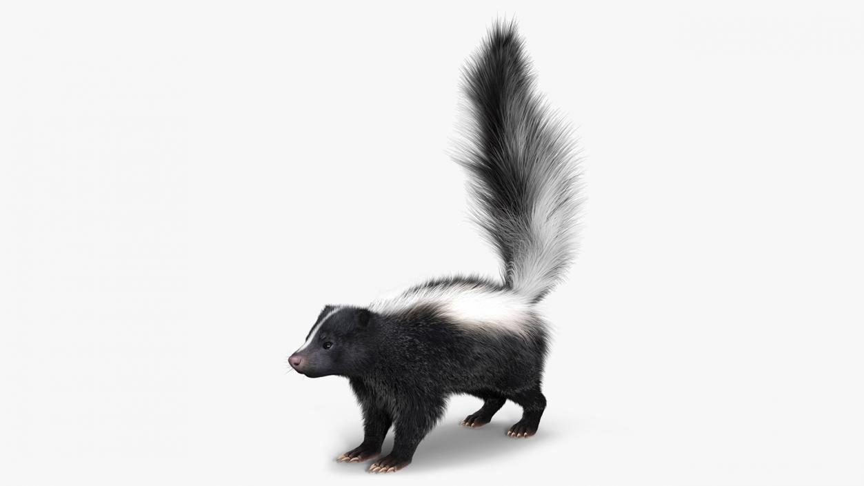 Skunk Fur 3D model