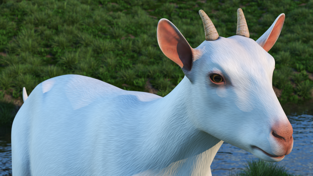 3D White Goat Walking model