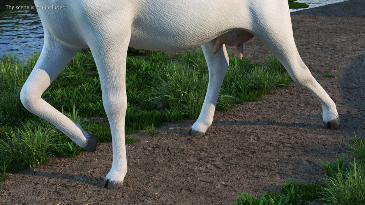 3D White Goat Walking model