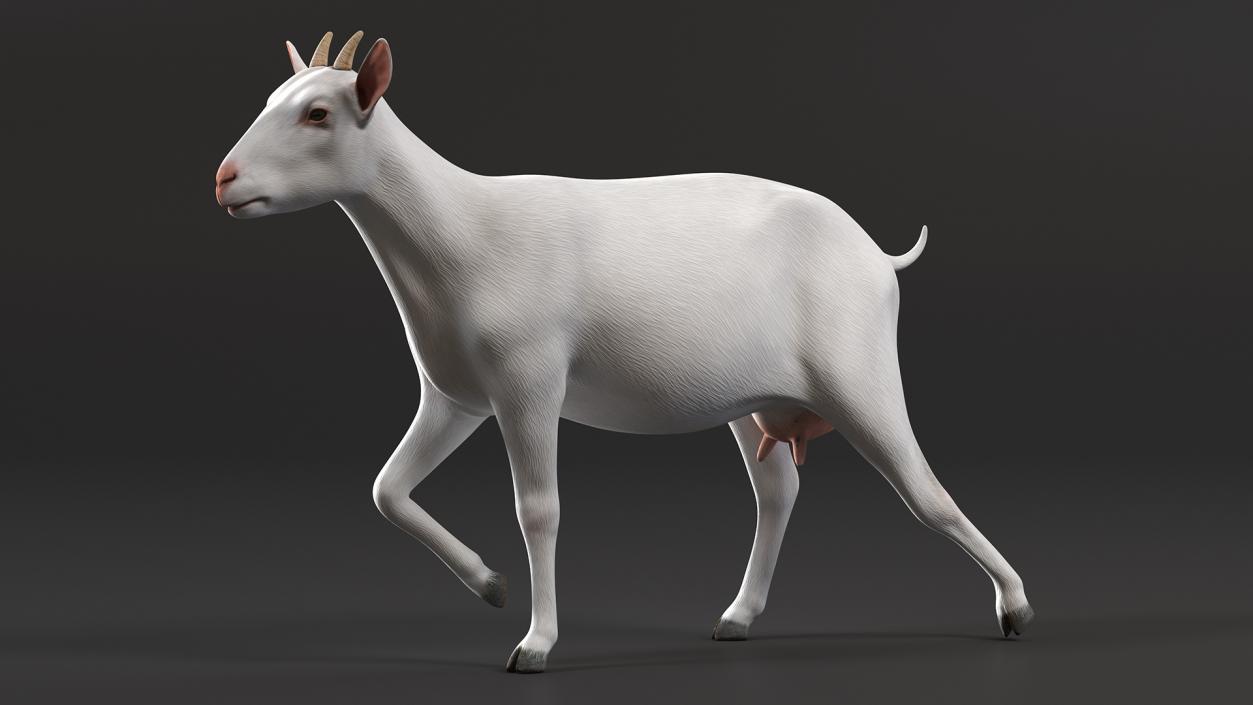 3D White Goat Walking model