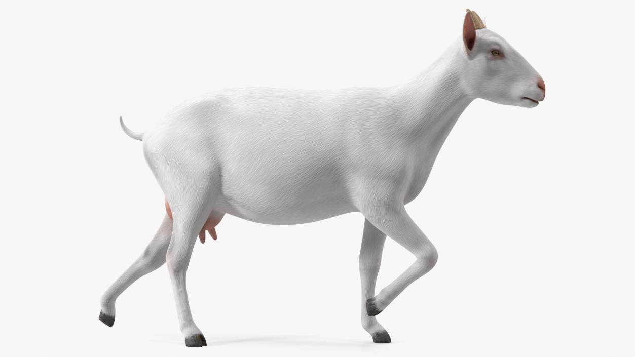 3D White Goat Walking model