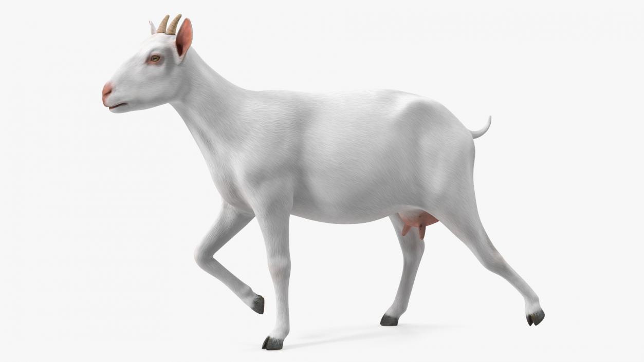 3D White Goat Walking model