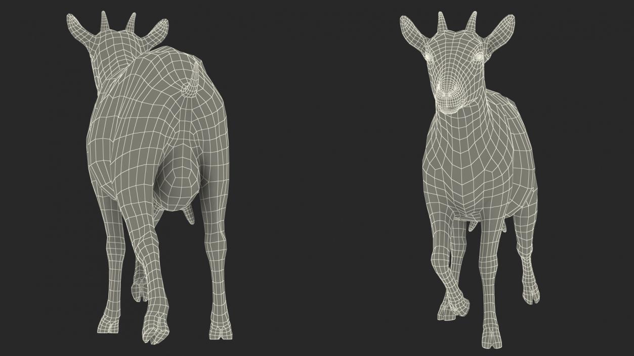 3D White Goat Walking model