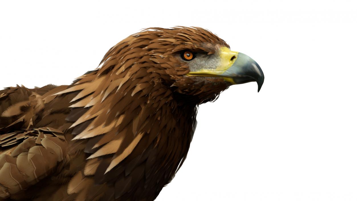 3D Golden Eagle Standing