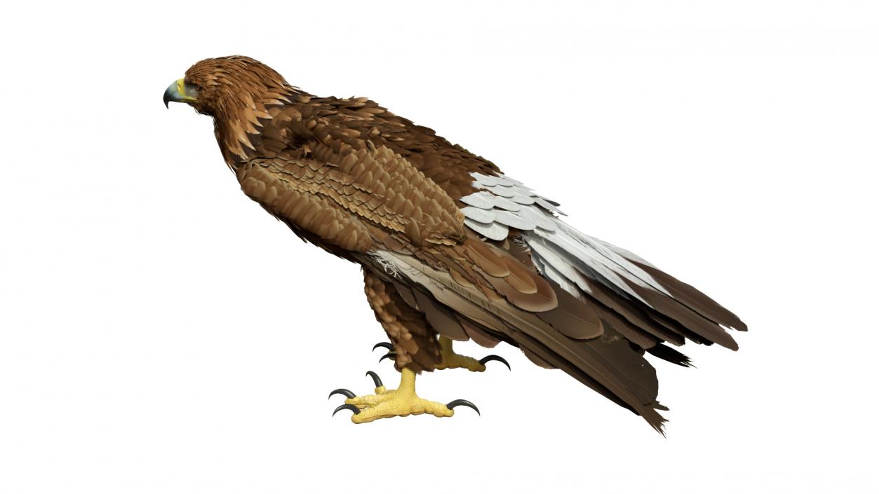 3D Golden Eagle Standing