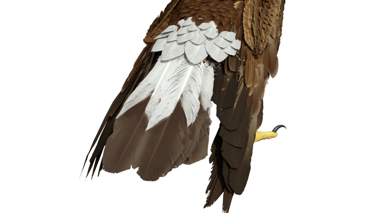 3D Golden Eagle Standing