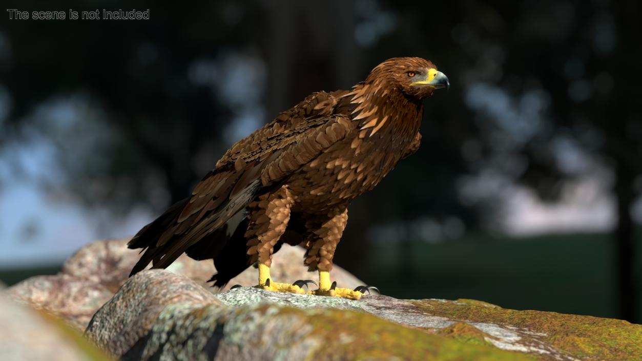 3D Golden Eagle Standing