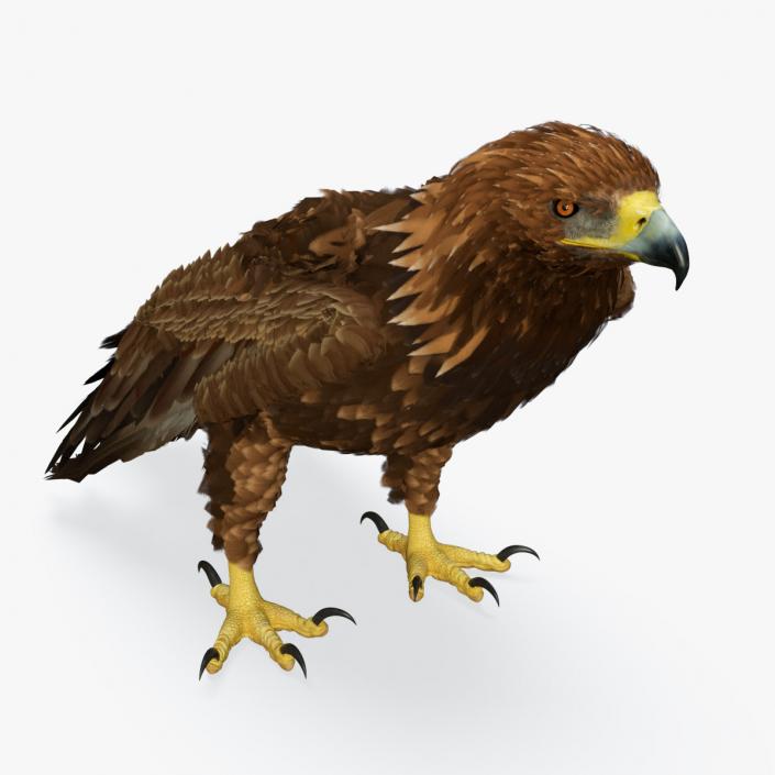 3D Golden Eagle Standing