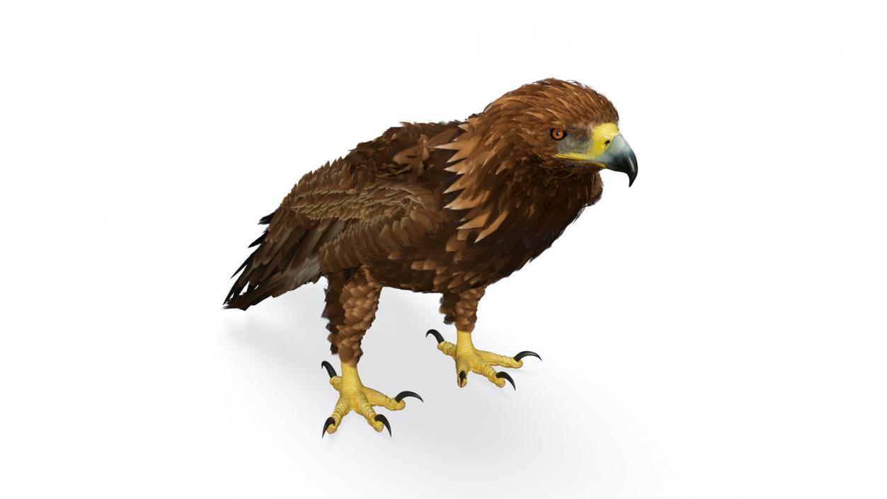 3D Golden Eagle Standing