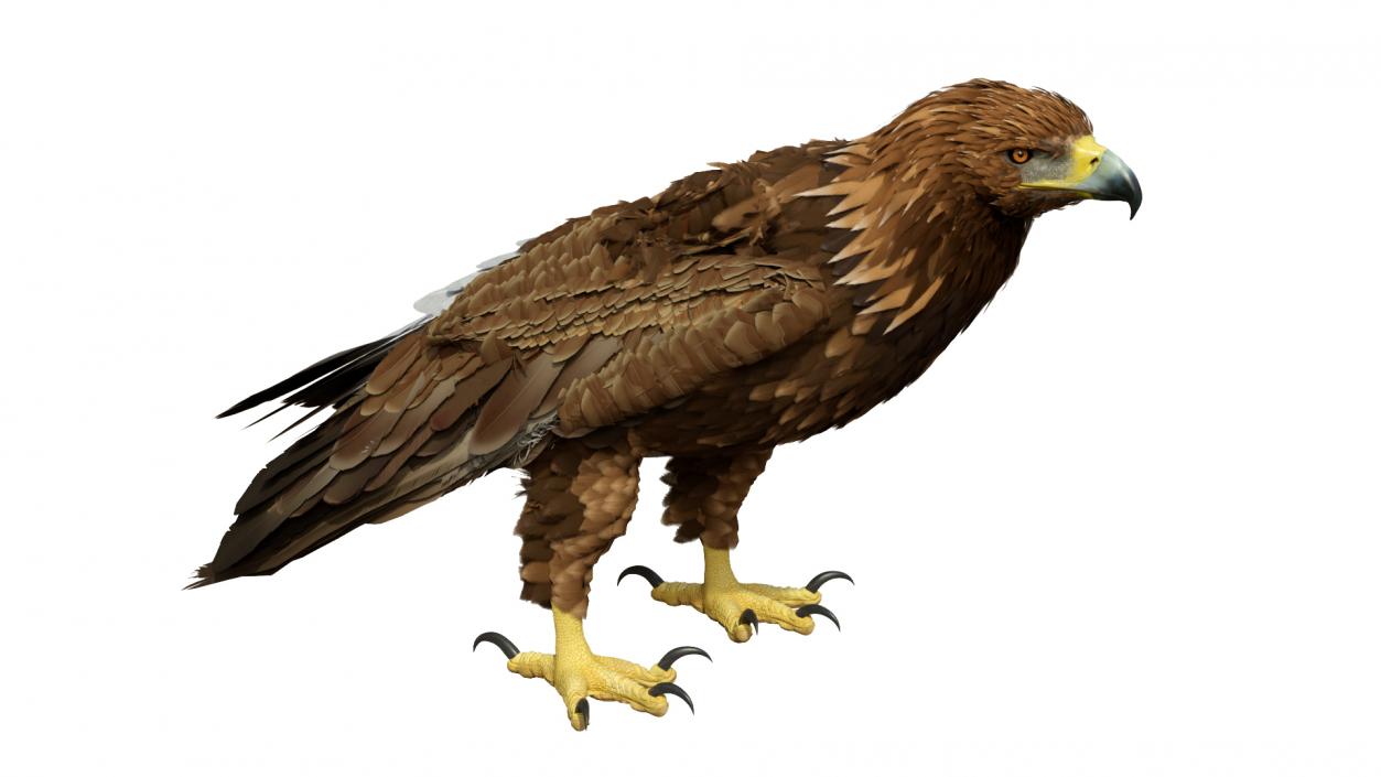 3D Golden Eagle Standing