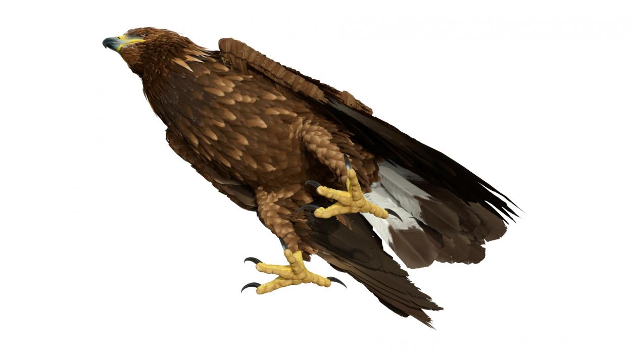 3D Golden Eagle Standing