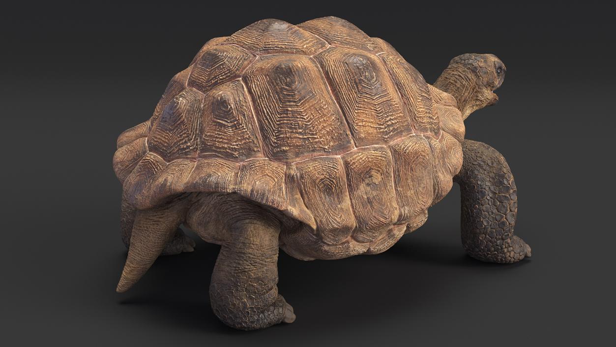 Aldabrachelys Gigantea Rigged 3D model