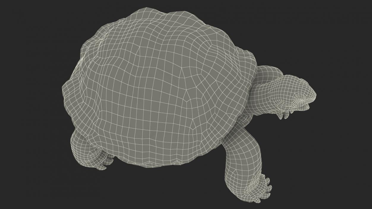 Aldabrachelys Gigantea Rigged 3D model