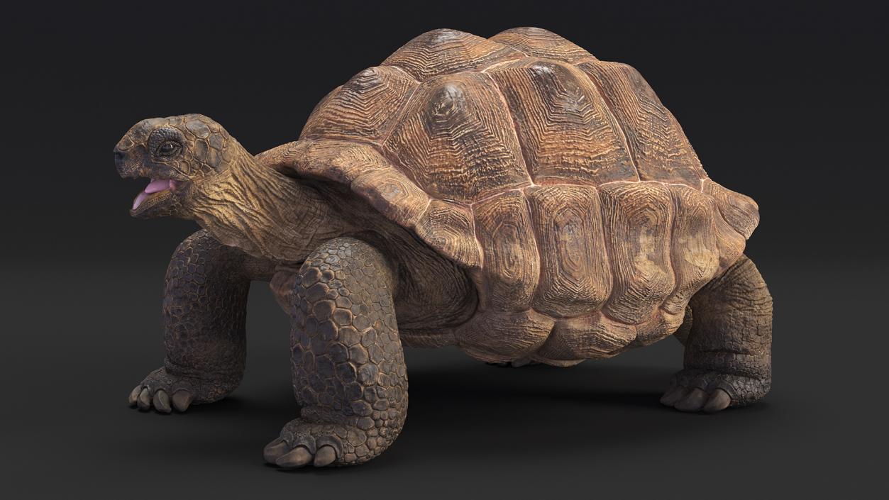 Aldabrachelys Gigantea Rigged 3D model