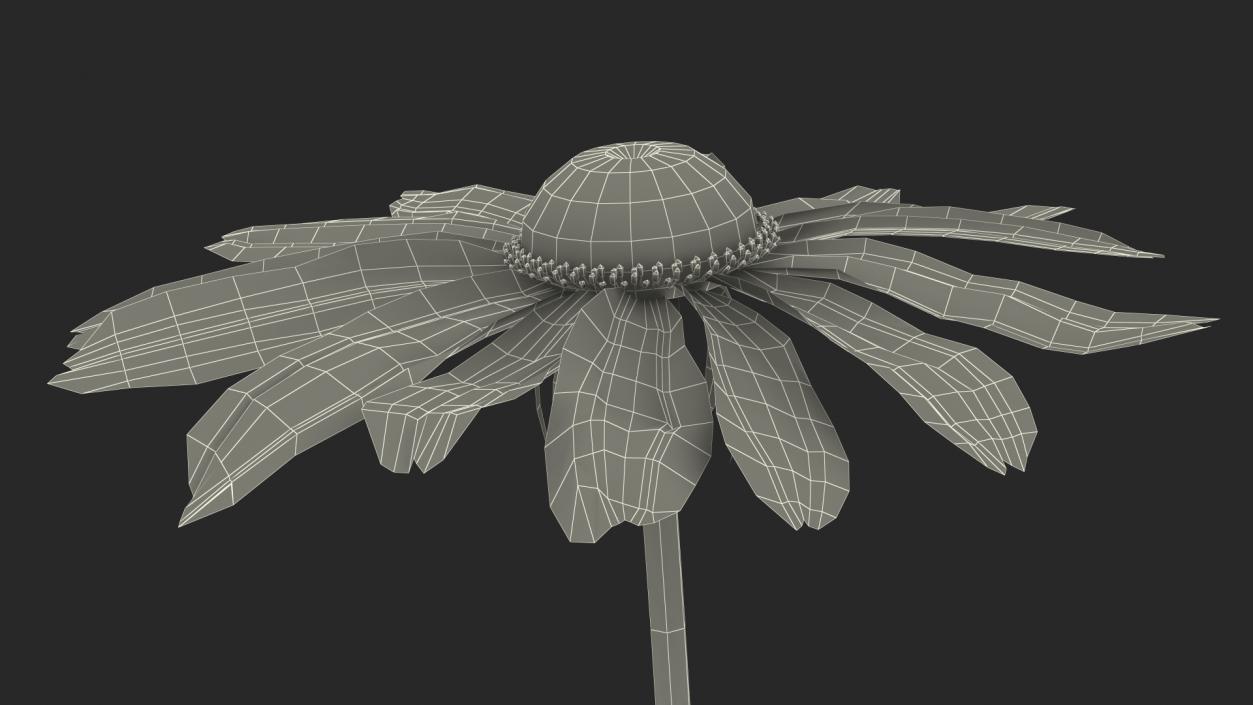 Rudbeckia Hirta Black Eyed Susan Flower 3D model