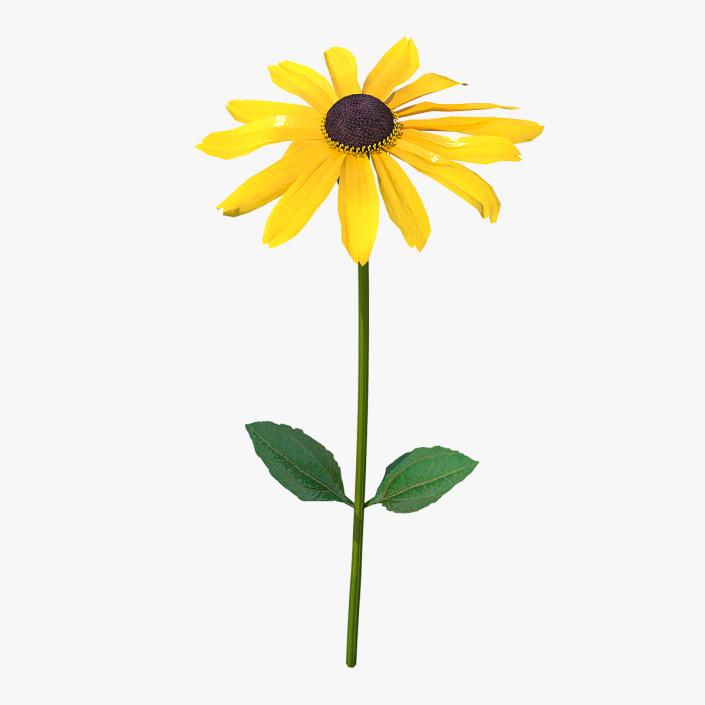 Rudbeckia Hirta Black Eyed Susan Flower 3D model