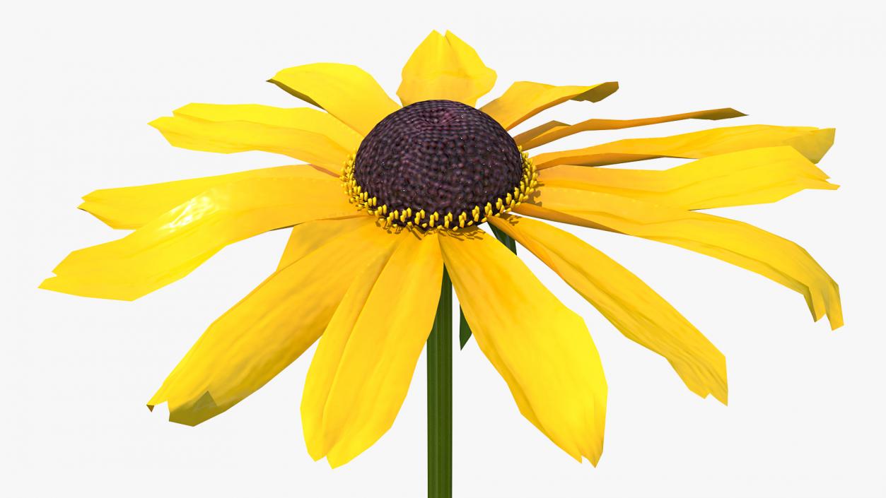 Rudbeckia Hirta Black Eyed Susan Flower 3D model