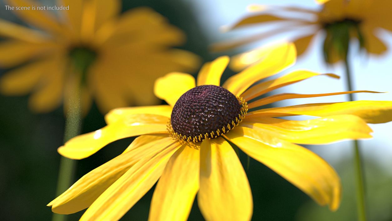 Rudbeckia Hirta Black Eyed Susan Flower 3D model