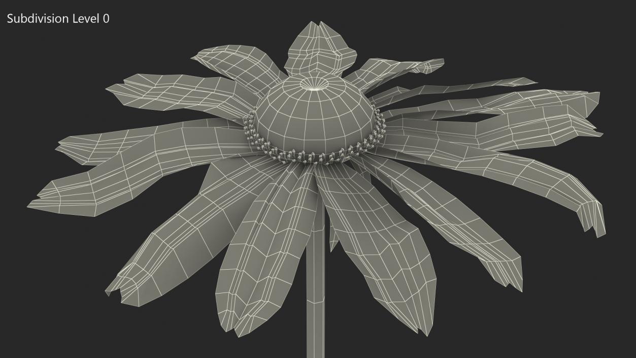 Rudbeckia Hirta Black Eyed Susan Flower 3D model