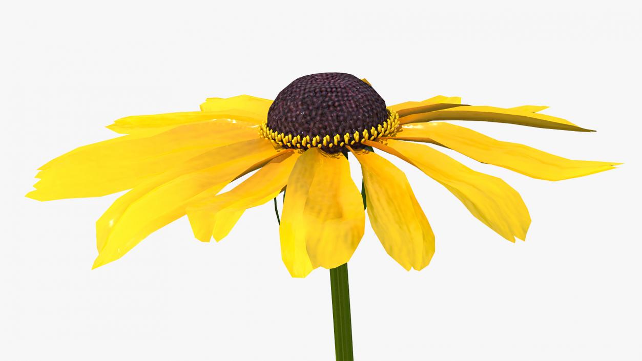 Rudbeckia Hirta Black Eyed Susan Flower 3D model