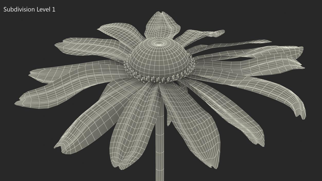 Rudbeckia Hirta Black Eyed Susan Flower 3D model