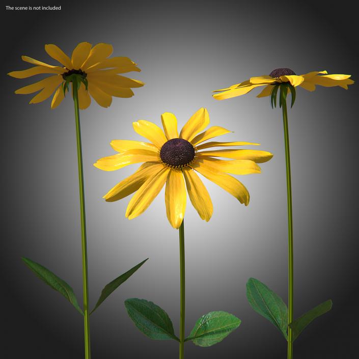 Rudbeckia Hirta Black Eyed Susan Flower 3D model