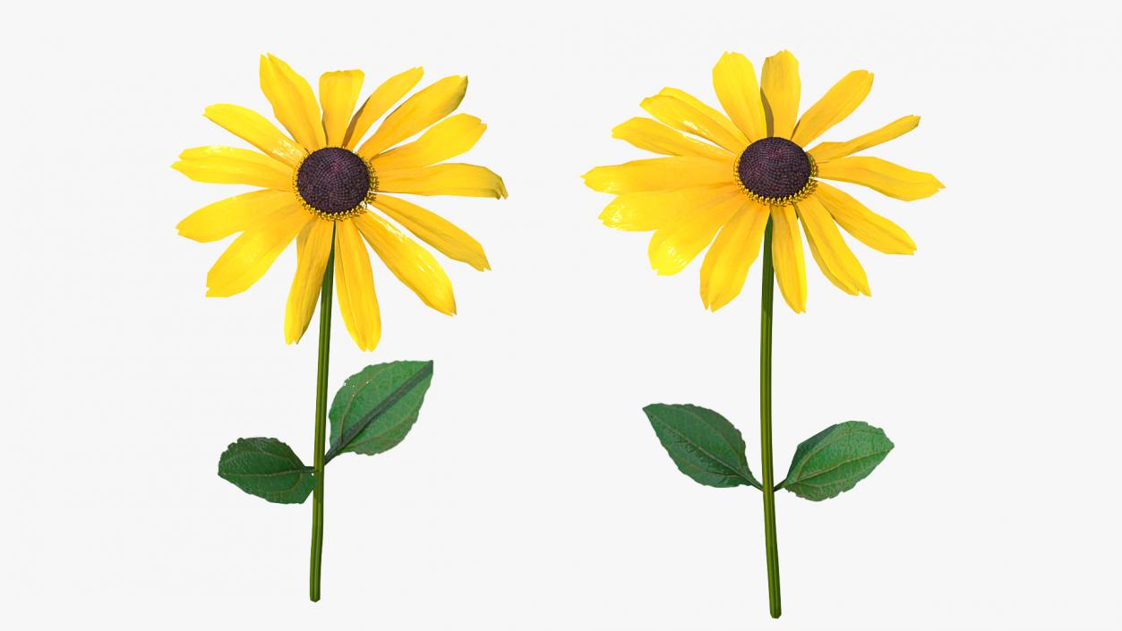 Rudbeckia Hirta Black Eyed Susan Flower 3D model