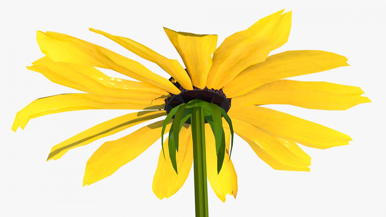 Rudbeckia Hirta Black Eyed Susan Flower 3D model