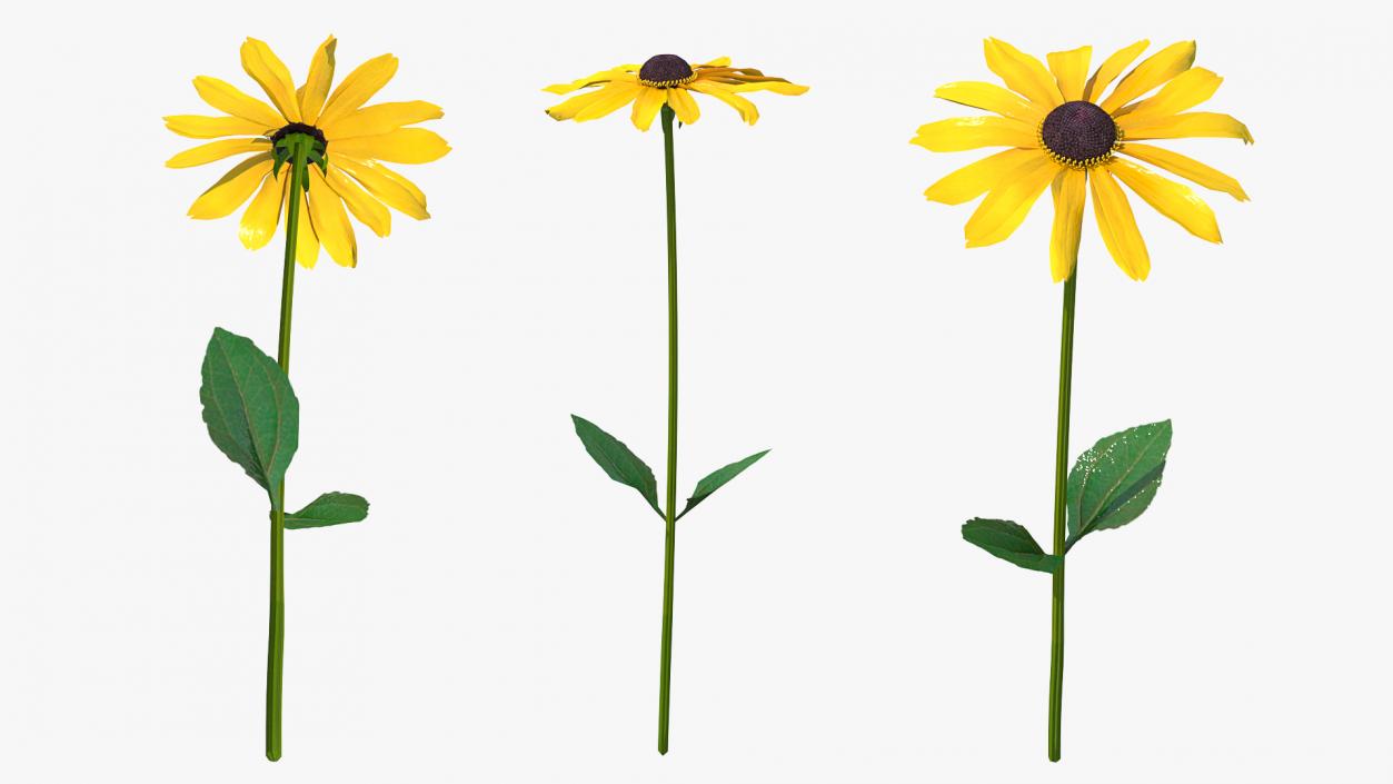 Rudbeckia Hirta Black Eyed Susan Flower 3D model