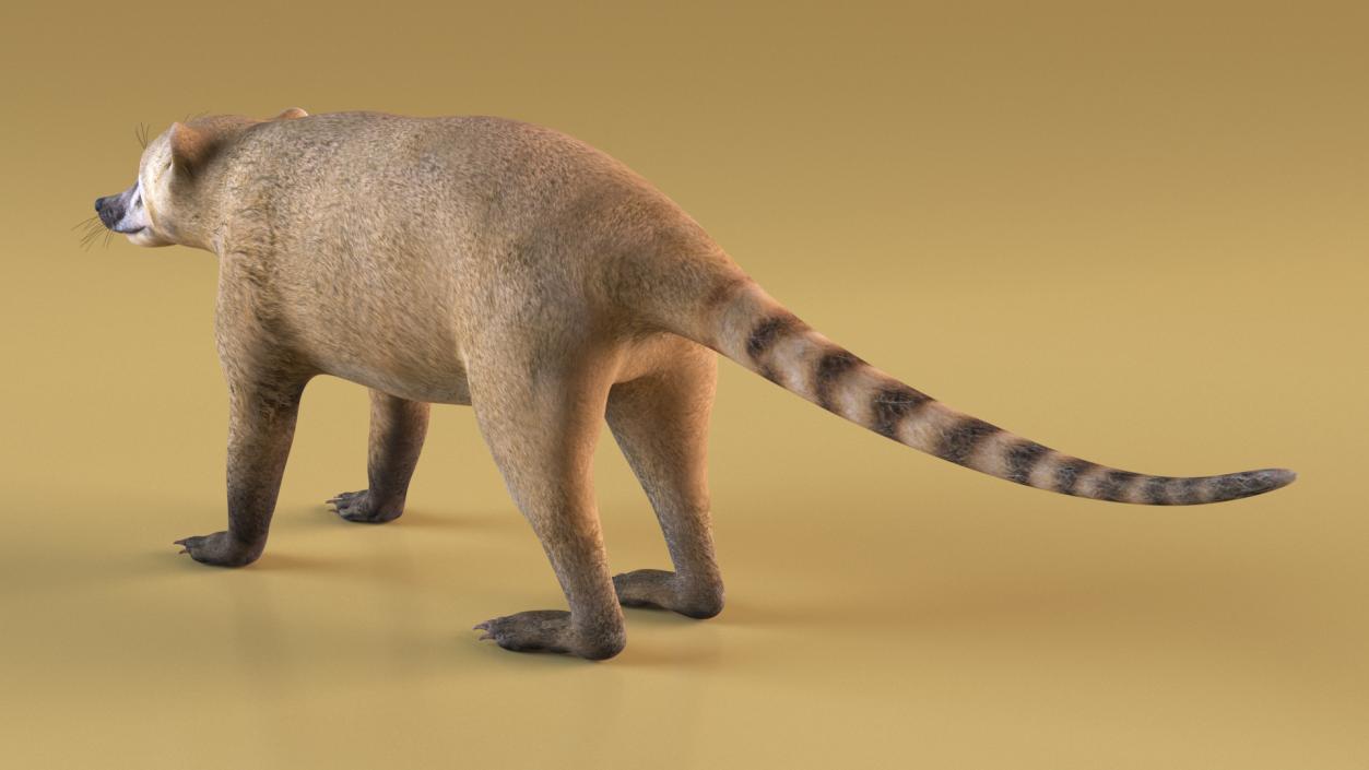 3D model Mountain Coati Basic Pose