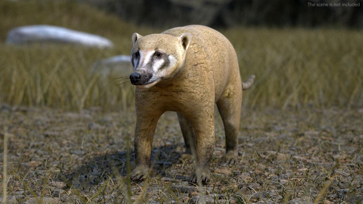 3D model Mountain Coati Basic Pose