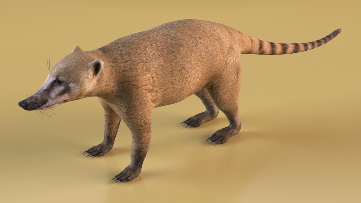 3D model Mountain Coati Basic Pose