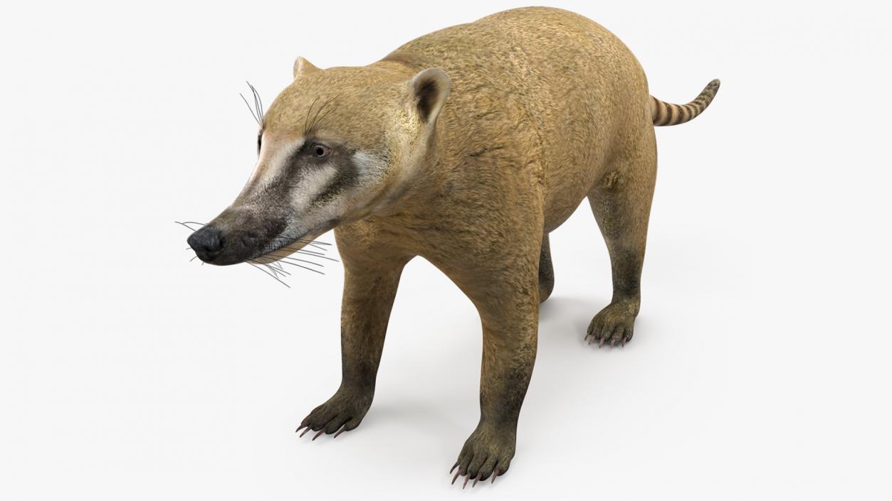 3D model Mountain Coati Basic Pose