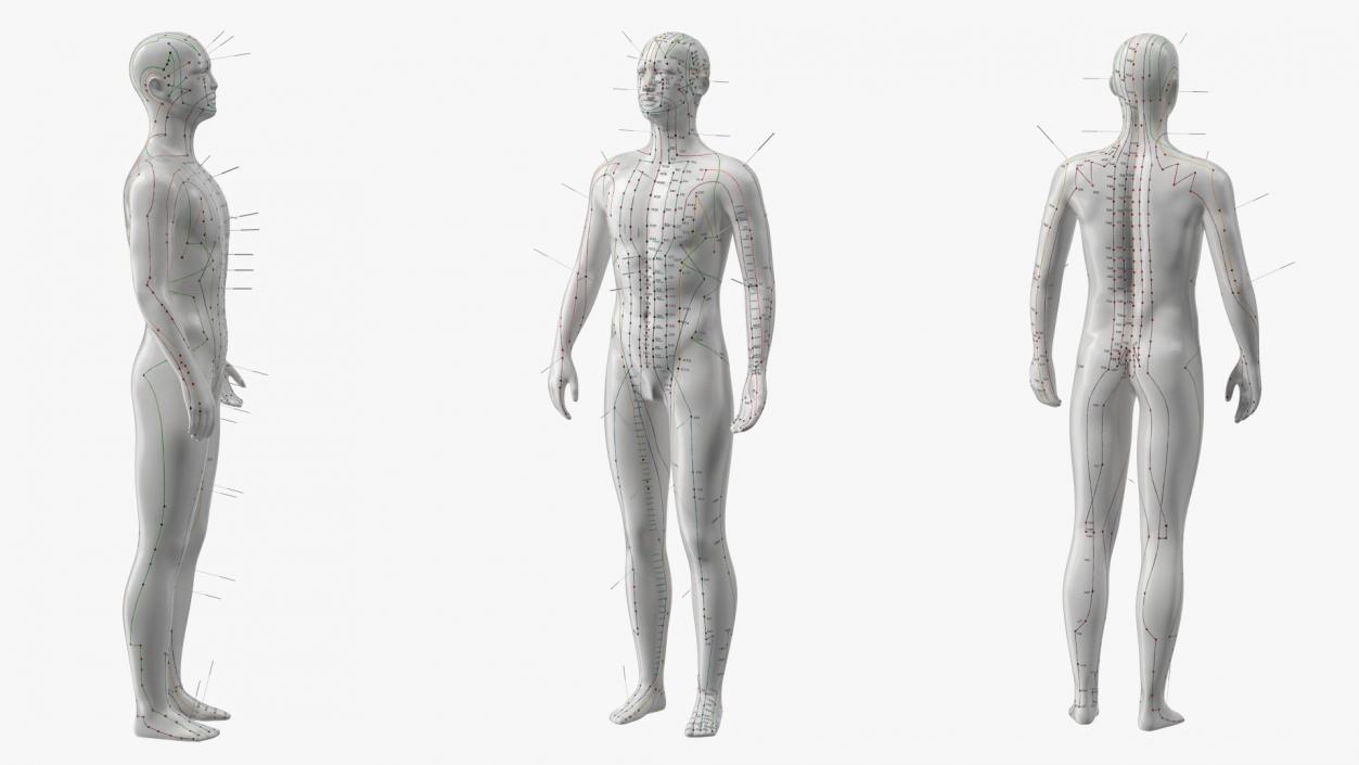 Male Acupuncture Mannequin on the Couch 3D model