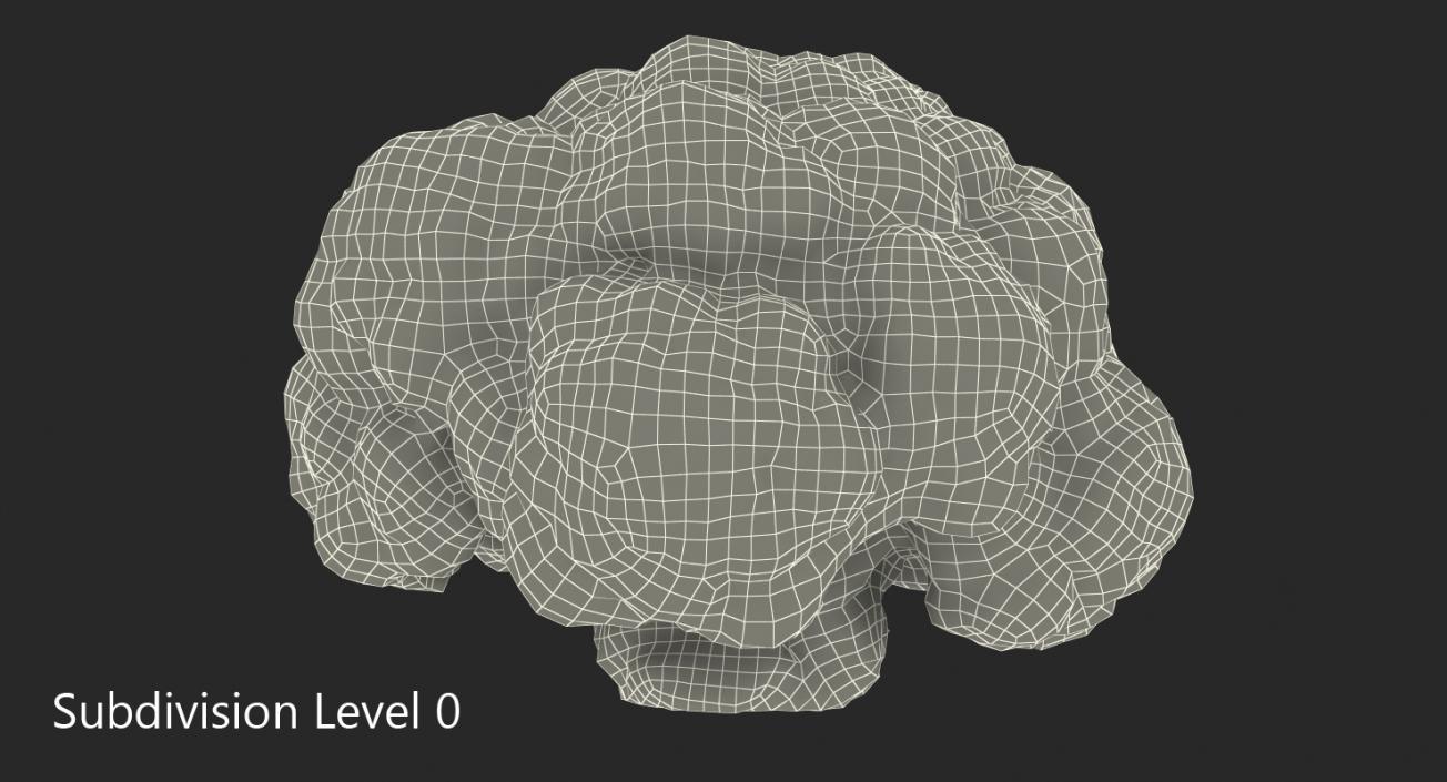 3D model Fresh Cauliflower Cabbage Vegetable