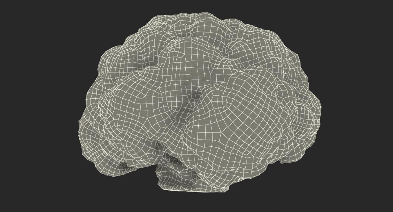 3D model Fresh Cauliflower Cabbage Vegetable