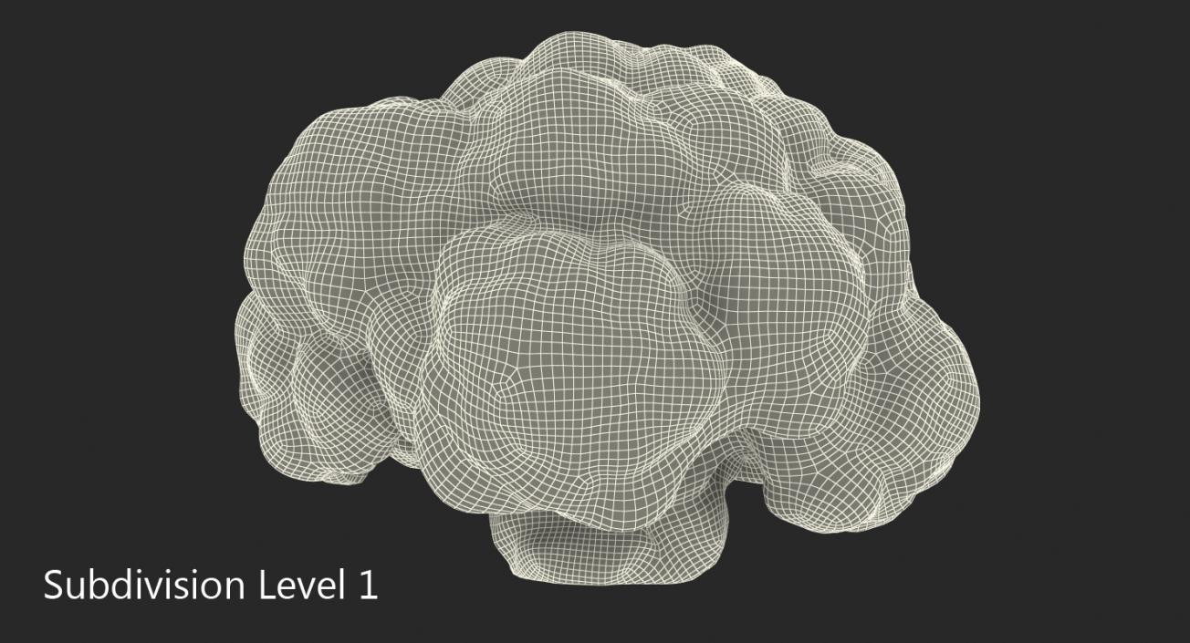 3D model Fresh Cauliflower Cabbage Vegetable