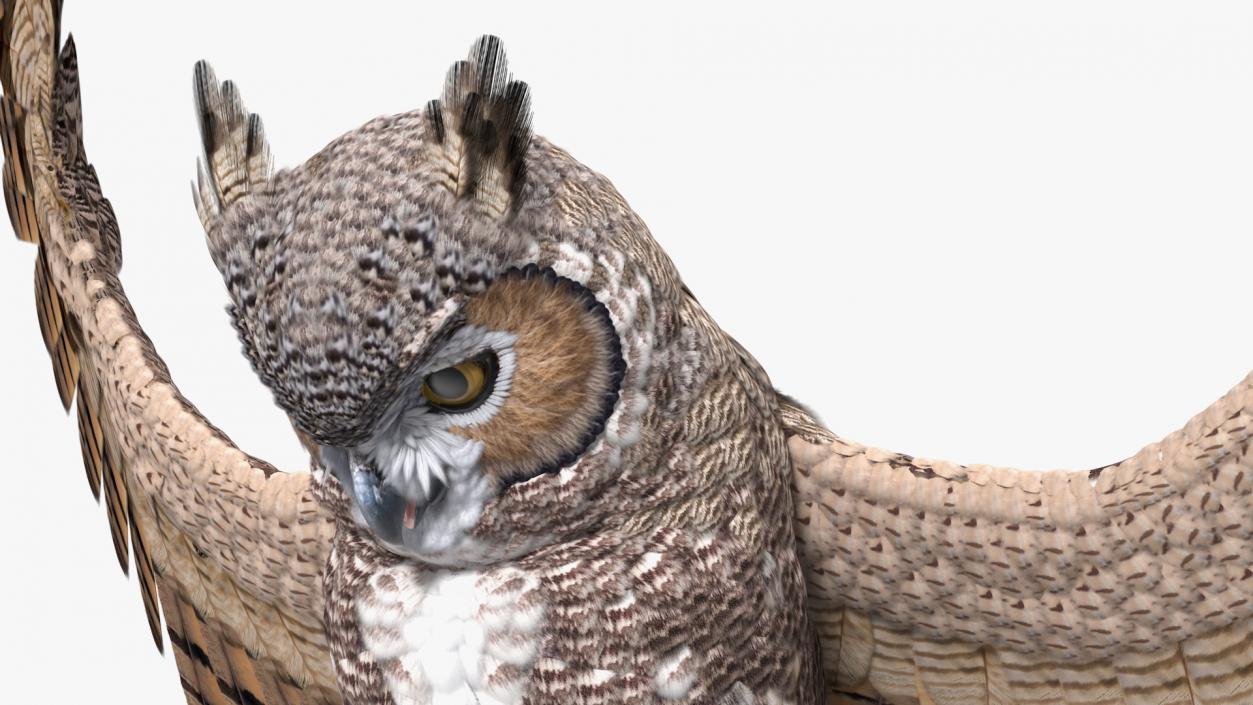 3D Great Horned Owl Attacking Pose