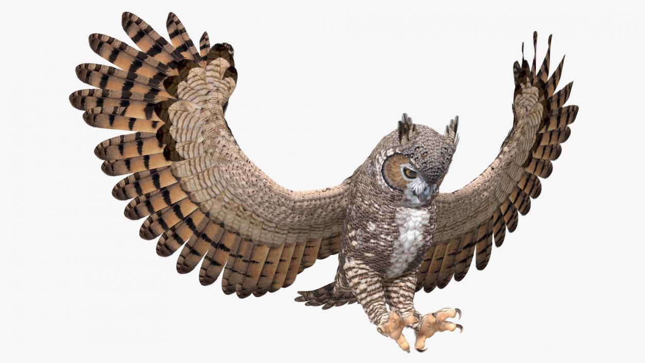 3D Great Horned Owl Attacking Pose