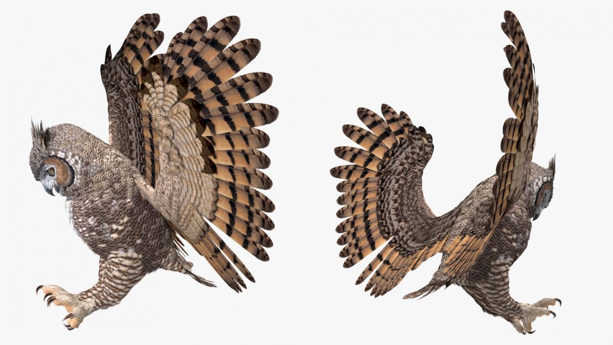 3D Great Horned Owl Attacking Pose