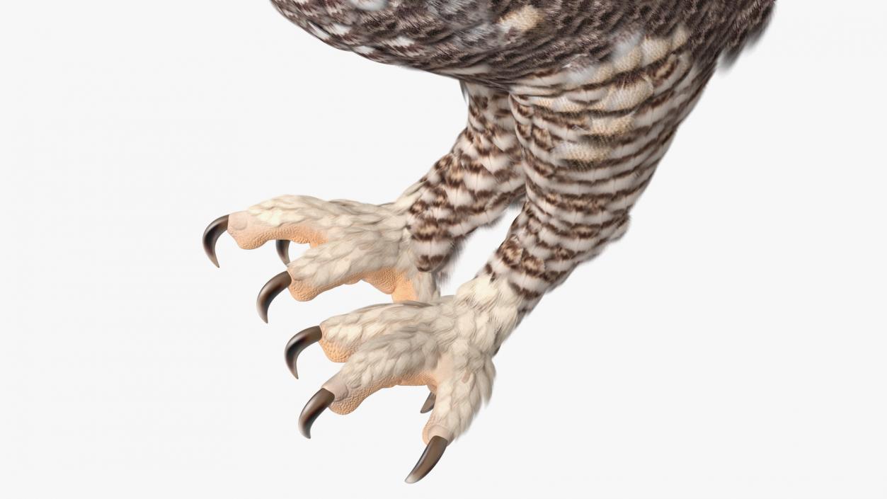 3D Great Horned Owl Attacking Pose