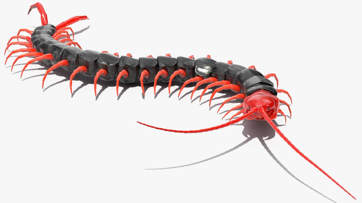 Scolopendra Subspinipes Mutilans Rigged 3D model