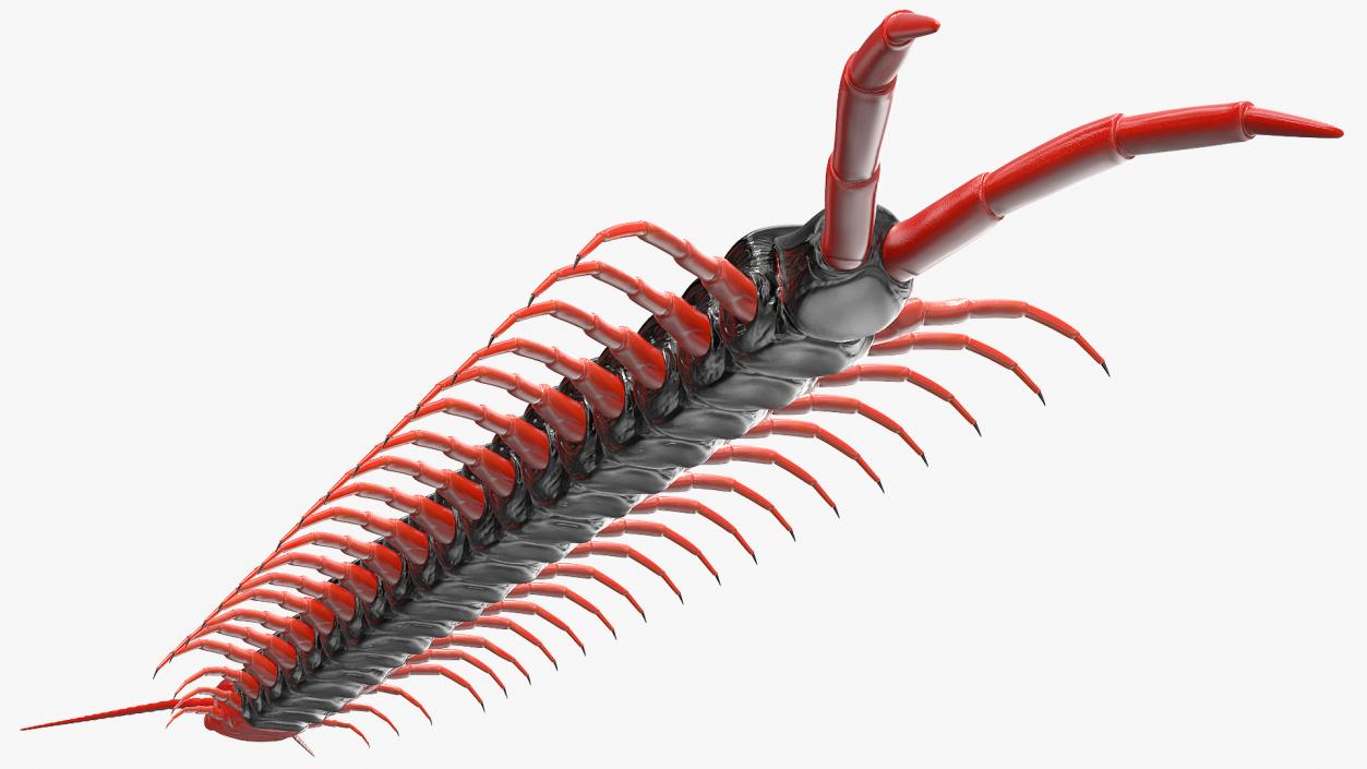 Scolopendra Subspinipes Mutilans Rigged 3D model