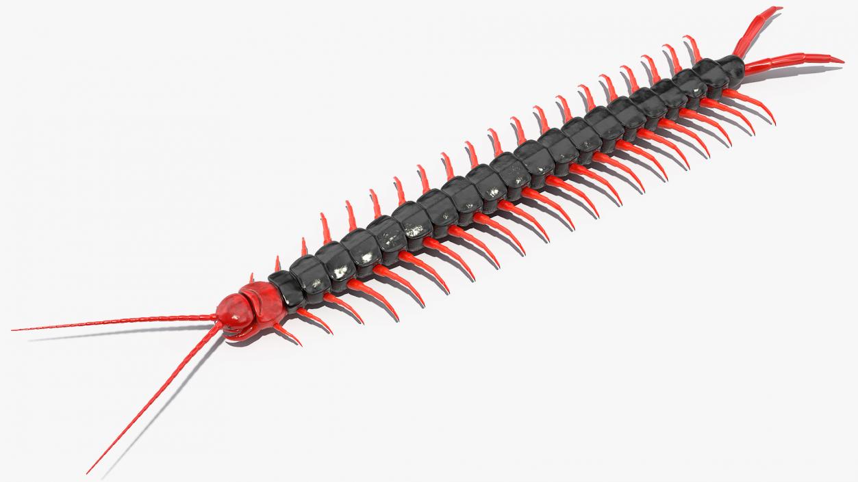 Scolopendra Subspinipes Mutilans Rigged 3D model