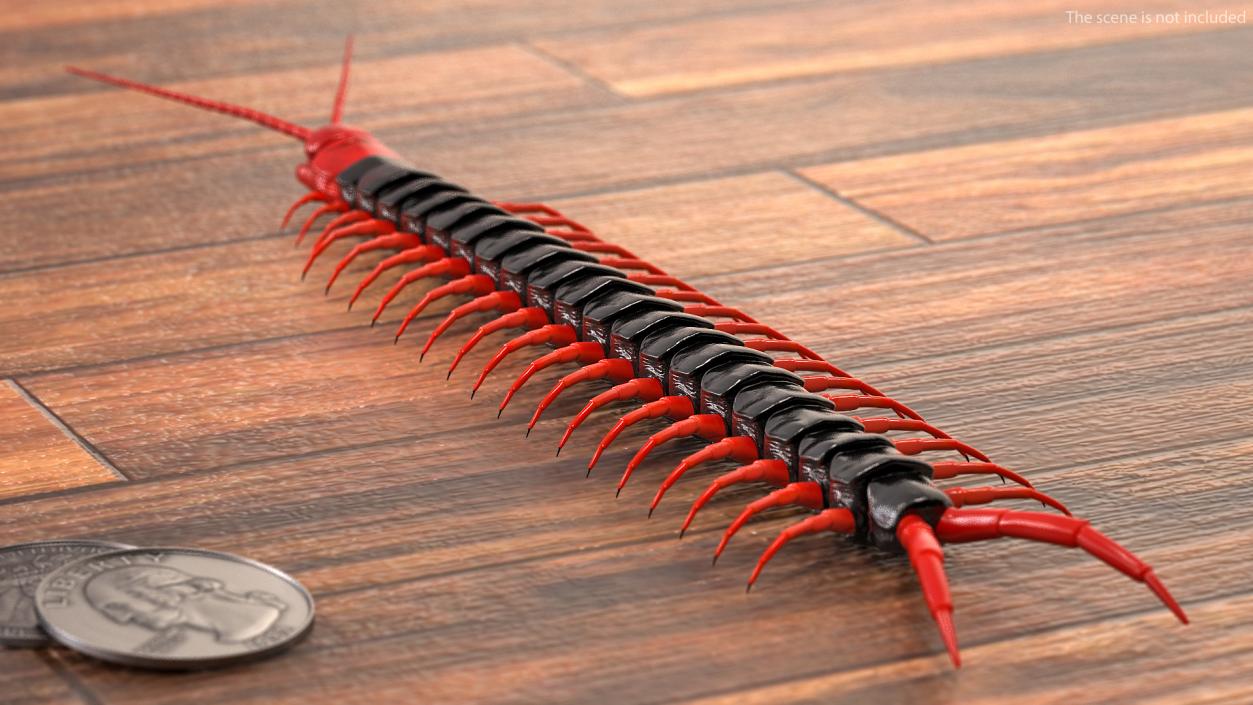 Scolopendra Subspinipes Mutilans Rigged 3D model