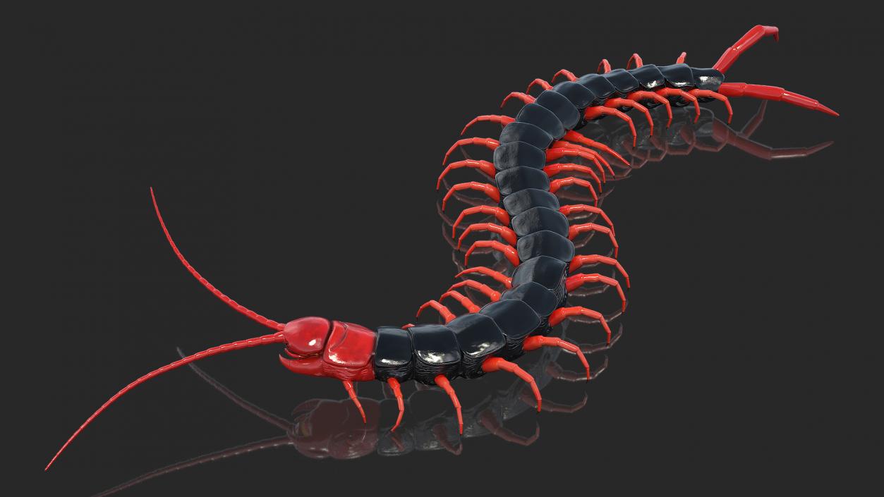 Scolopendra Subspinipes Mutilans Rigged 3D model