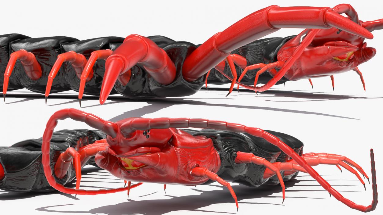 Scolopendra Subspinipes Mutilans Rigged 3D model