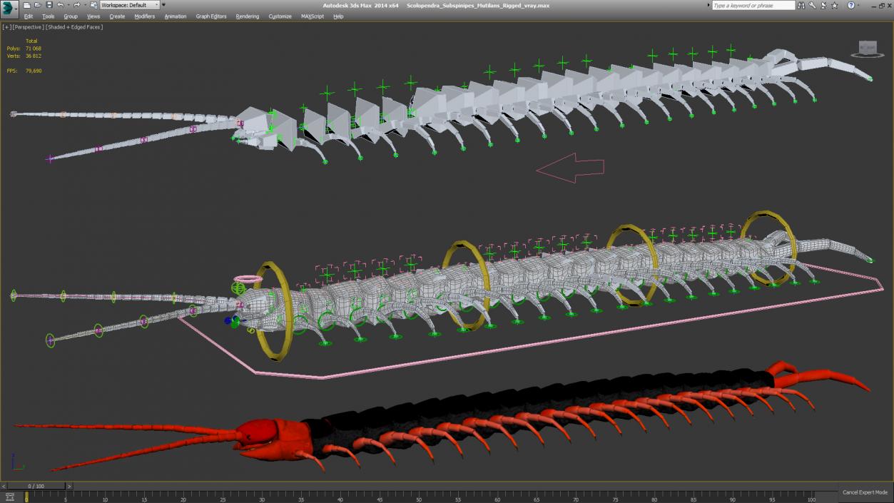 Scolopendra Subspinipes Mutilans Rigged 3D model