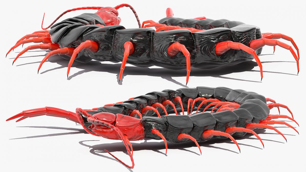 Scolopendra Subspinipes Mutilans Rigged 3D model