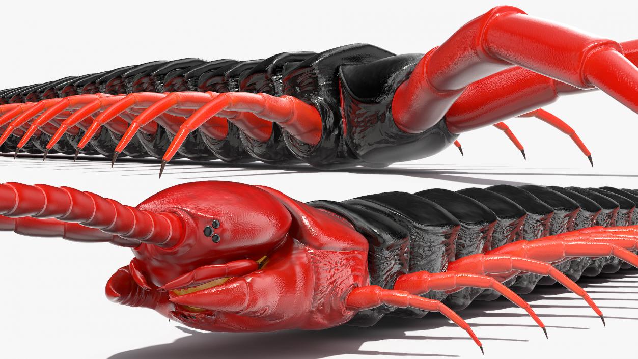 Scolopendra Subspinipes Mutilans Rigged 3D model